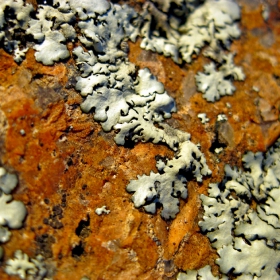 Granite: Микрокосмос