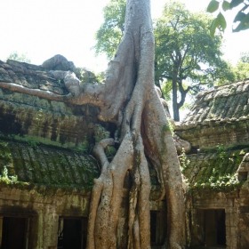 roots, Angkor, Cambodia