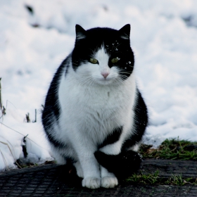 snow cat