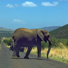 Pilanesberg National Park - Внимание! слон пресича пътя и това никак не е безопасно! Никой не знае какво си мисли слона в момента!?