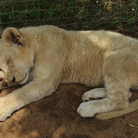 Малко лъвче в Lion Park в Йоханесбург...