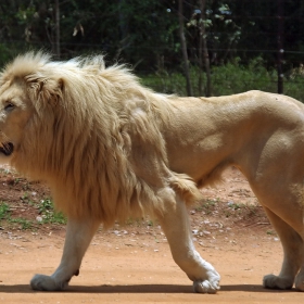 А ето го и царя на животните (сниман от 3 метра) - Lion Park в Йоханесбург