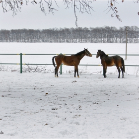 winter horses