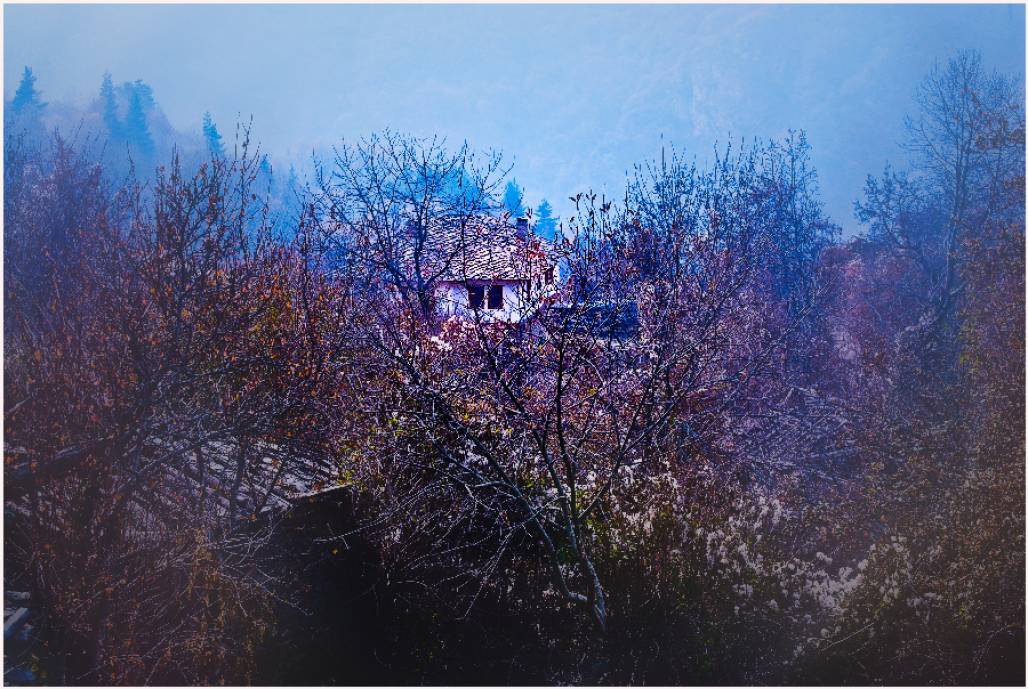 Сгушена в гората