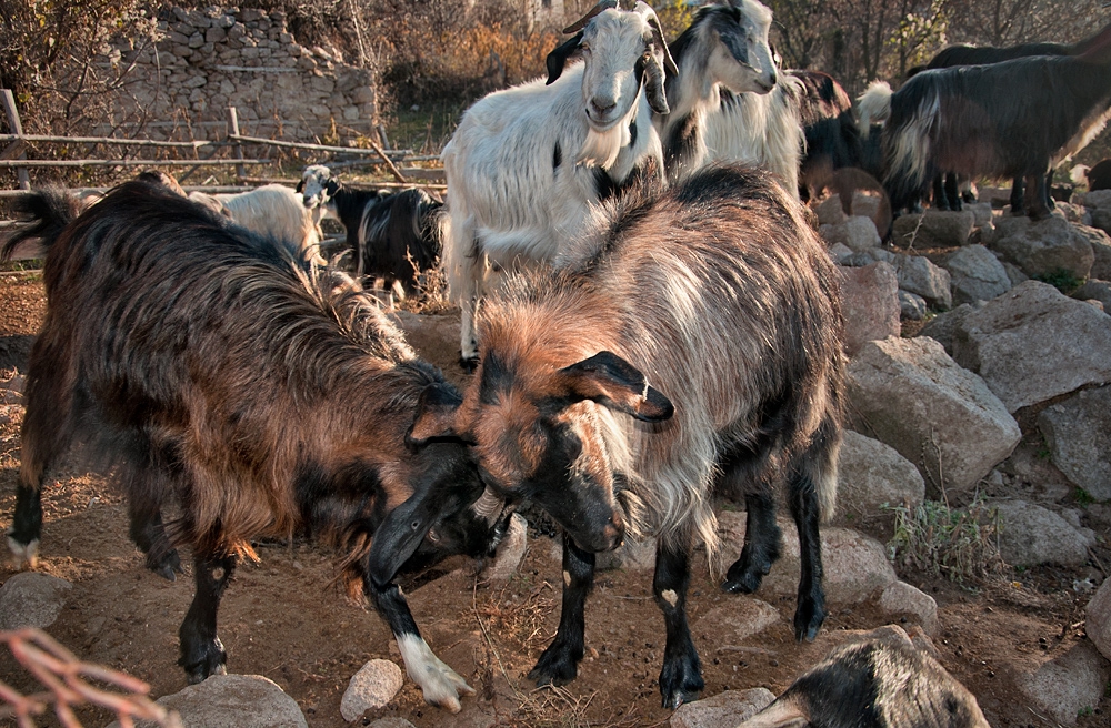 лудетини