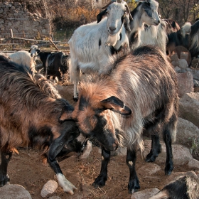 лудетини