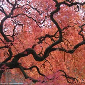 bonzai
