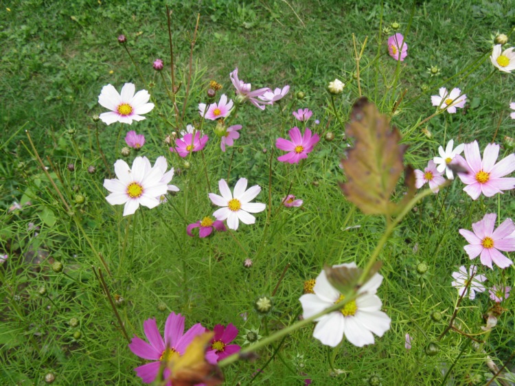 gradina