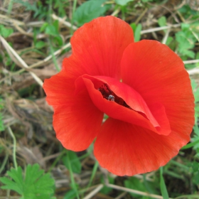 The poppy