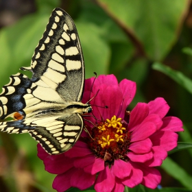 Papilio machaon