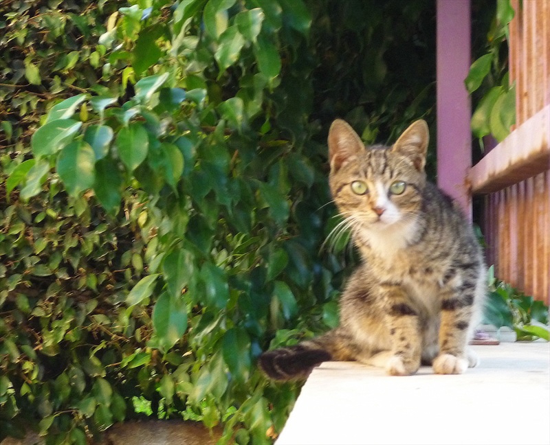 коте