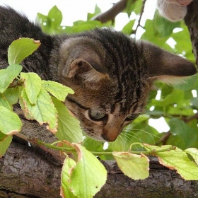 Котешко ІІ