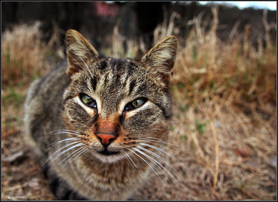 When the cat is blinking...