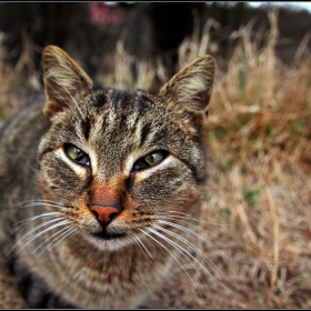 When the cat is blinking...