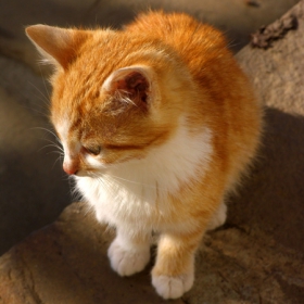 рижото котенце
