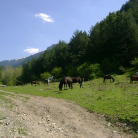 Природа и коне