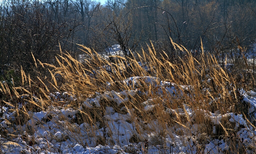Какво говори си тревата.... зиме