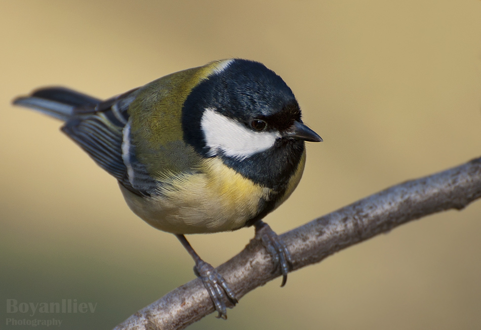 Портрет на Parus major