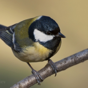 Портрет на Parus major