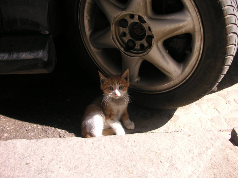 Коте...:)