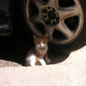 Коте...:)