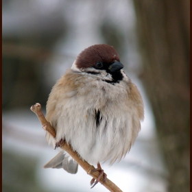 Passer montanus