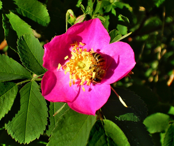 The wild rose and the bee