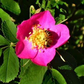 The wild rose and the bee