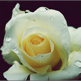 Rose..