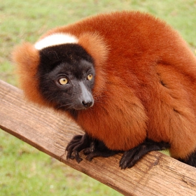 Red Ruffed Lemur (Varecia rubra)