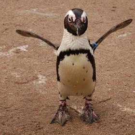 African Penguin (Spheniscus demersus)