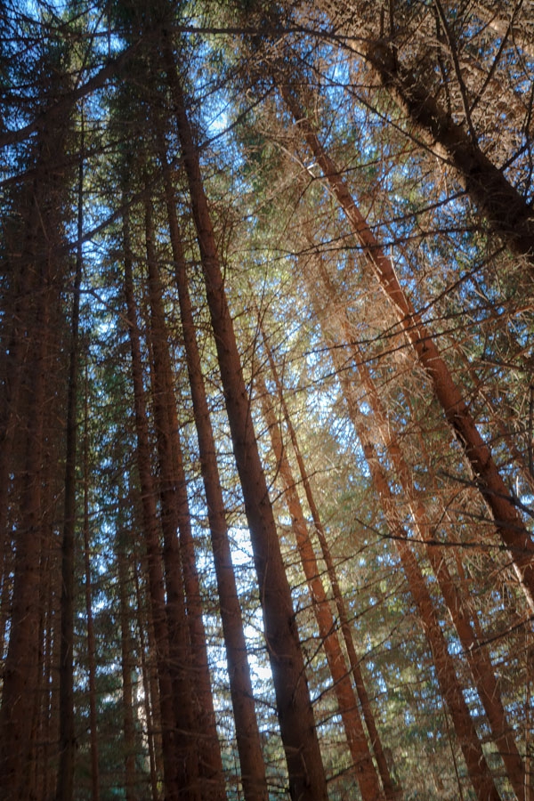 Forest lights
