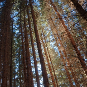Forest lights