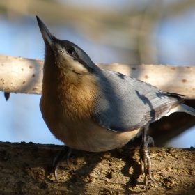 Sitta europaea - Eurasian Nuthatch - Горска зидарка