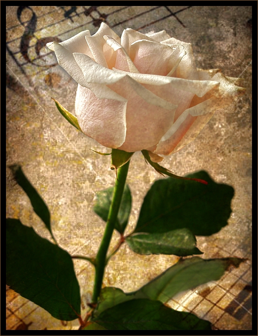 Casida de la rosa (по Лорка)