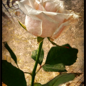 Casida de la rosa (по Лорка)
