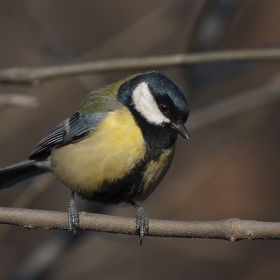 Parus major