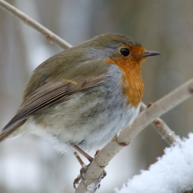 Erithacus rubecula - Червеношийка