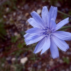 ...beauty in blue...