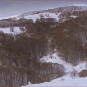 Winter in brown