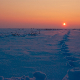 следи в пустошта