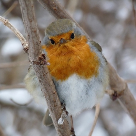 Erithacus rubecula - Червеношийка