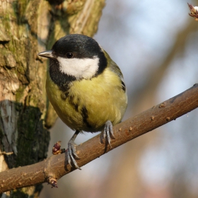 Parus major - Голям синигер