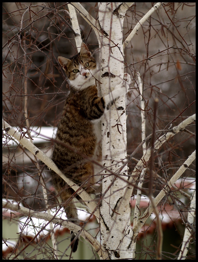 hunter