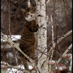 hunter