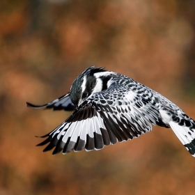 Pied Kingfisher