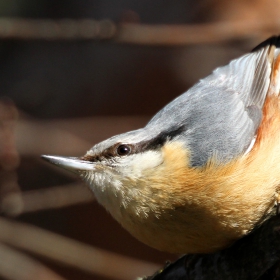 Горска зидарка (Sitta europaea)