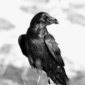 (Corvus corax)