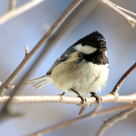 Боров синигер (Parus ater)