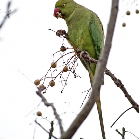 Wild Parrot